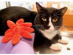 Adopt Bogey a Domestic Short Hair