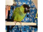 Adopt SQUIGGLES a Conure