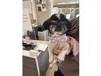 Adopt Panda/Dice - Bonded Pair a Shih Tzu, Mixed Breed