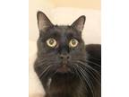 Adopt Big Nick a Domestic Short Hair