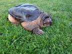 Adopt XL Common Snapping Turtle a Snapping