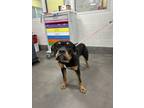 Adopt ROCCO a Rottweiler, Mixed Breed