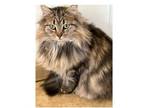 Adopt Tanner a Domestic Long Hair