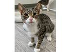 Adopt Paco a Domestic Short Hair