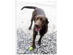 Adopt Leo a Labrador Retriever