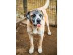 Adopt Blazer a Mastiff