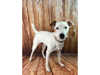 Adopt Spot a Jack Russell Terrier