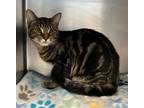 Adopt J.J. 2/3 a Domestic Short Hair