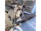 Adopt Klaus a Pit Bull Terrier