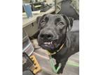 Adopt Zeke a Pit Bull Terrier, Labrador Retriever