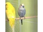 Adopt King a Parakeet (Other)