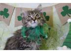 Adopt Rain a Domestic Medium Hair