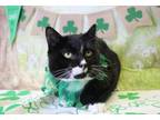 Adopt Binx a Domestic Short Hair