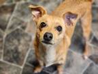 Adopt Mad-Eye Moody a Jack Russell Terrier