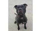 Adopt Stan a American Staffordshire Terrier