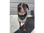 Adopt BOSCO a Pit Bull Terrier, Mixed Breed