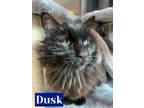 Adopt DUSK a Domestic Long Hair