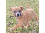 Adopt Wayzz a Staffordshire Bull Terrier, Terrier