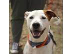 Adopt Skit a Cattle Dog, Terrier