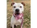Adopt SPARKY a Pit Bull Terrier
