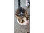 Adopt BAIN a Domestic Short Hair, Tabby