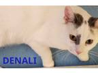 Adopt DENALI a Domestic Short Hair