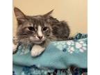 Adopt Spunky a Domestic Medium Hair