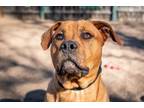 Adopt Happy a Mountain Cur, Hound