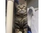 Adopt Terrence a Domestic Short Hair