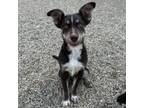 Adopt Bruin a Australian Shepherd, Mixed Breed