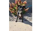 Adopt Chino a Pit Bull Terrier, Boxer