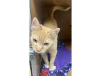 Adopt Bojangles a Domestic Short Hair