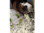 Adopt Yoshi a Guinea Pig, Short-Haired