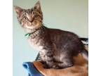 Adopt Liam a Domestic Short Hair