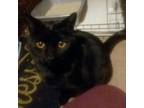 Adopt Jack a Domestic Short Hair