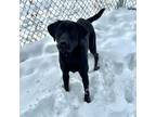 Adopt Kafu a Labrador Retriever, Mixed Breed