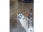 Adopt Frost a Domestic Short Hair, Siamese