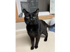 Adopt Kent a Domestic Short Hair