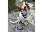Adopt Zach 123007 a Hound