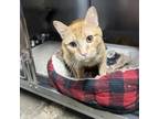 Adopt Coriander ~Pet Sense~ !!!Adopted!!! a Domestic Short Hair