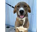 Adopt Walle DIKO 4 a Labrador Retriever, Mixed Breed