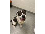 Adopt Boomer a Pit Bull Terrier