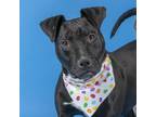 Adopt JELLY BEAN a Pit Bull Terrier, Mixed Breed