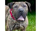 Adopt PIERRE a Shar-Pei, Mixed Breed