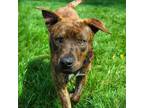 Adopt Manuka a Pit Bull Terrier