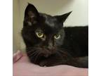 Adopt Archibald a Domestic Short Hair