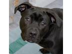 Adopt LINCOLN a Pit Bull Terrier, Mixed Breed