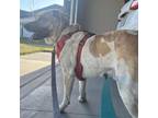 Adopt 6798 Andy Reed a Saint Bernard, Australian Cattle Dog / Blue Heeler