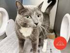 Adopt MR. PANCAKES a Domestic Short Hair