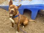 Adopt GRIFFIN a Pit Bull Terrier